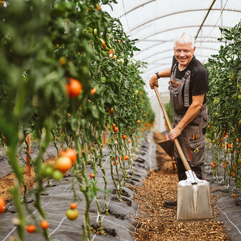 Mitarbeiter bei der Arbeit im Tomaten-Gewächshaus